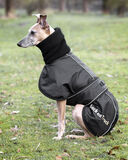 Whippet-takki Back on Track