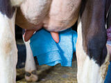 Utarepyyhe keinokuitu UT507 25kpl DeLaval