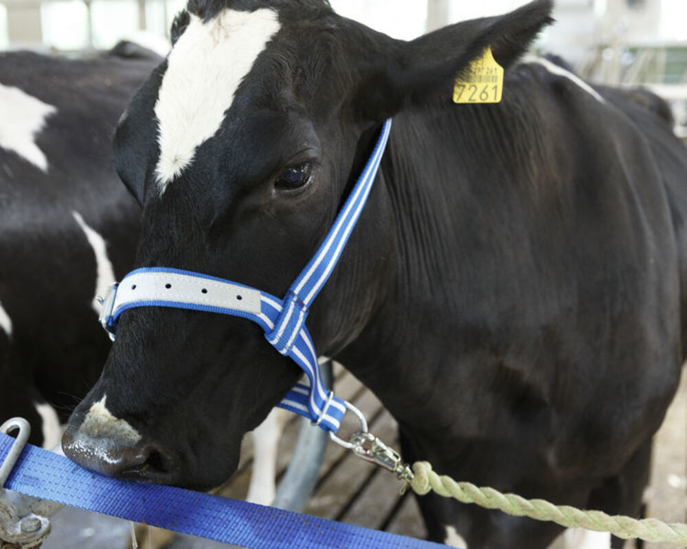 Nylonpäitset nuorkarjalle DeLaval
