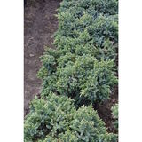 Sinikataja Blue Star, myyntileveys 20-25 cm, astiakoko 3L