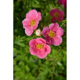 Pensashanhikki Pink Paradise, astiakoko 3L