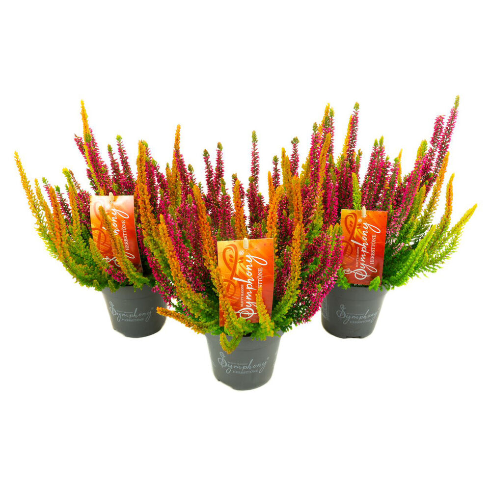 Calluna beauty ladies symphony