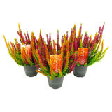 Calluna Beauty Ladies Symphony 13 cm