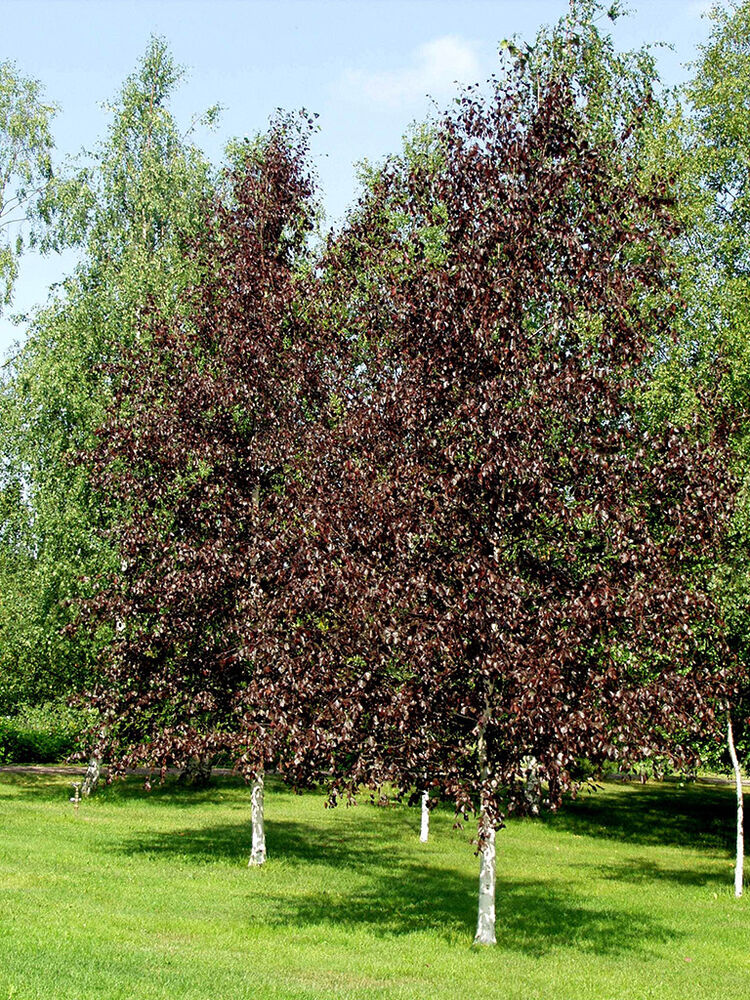 Punakoivu