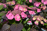 Jalohortensia Flair & Flavours® Cotton Candy, astiakoko 5L