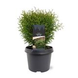 Pallotuija Tiny Tim, myyntileveys 30-40 cm, astiakoko 5L