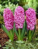 Hyasintti Pink Pearl, 25 sipulia/pussi