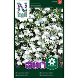 Sinilobelia, 'Snowball'