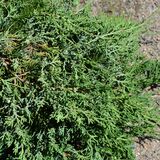 Sinilaakakataja Wiltonii, myyntileveys 20-25 cm, astiakoko 2L