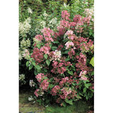 Syyshortensia Early Sensation, astiakoko 3L