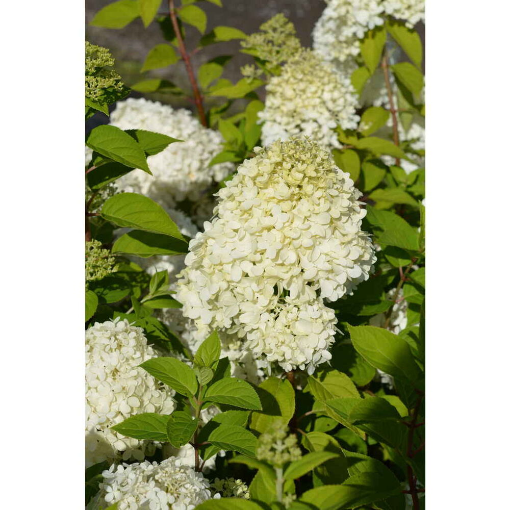 Syyshortensia 'Limelight'