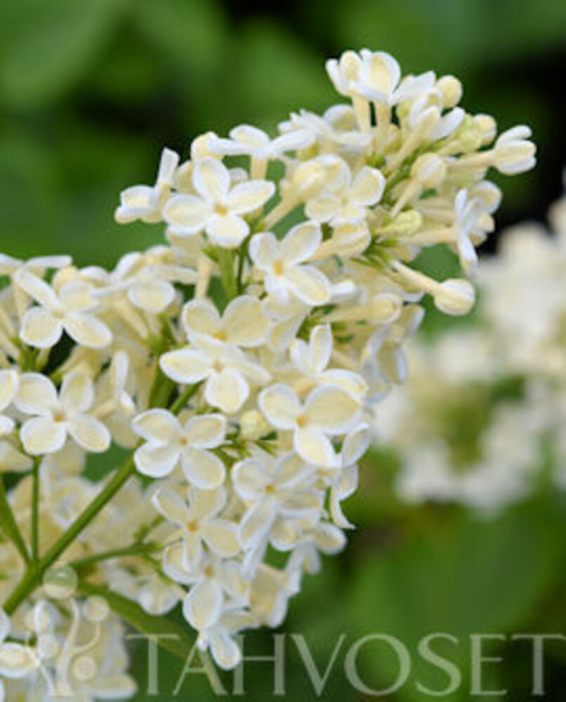 Jalosyreeni Primrose