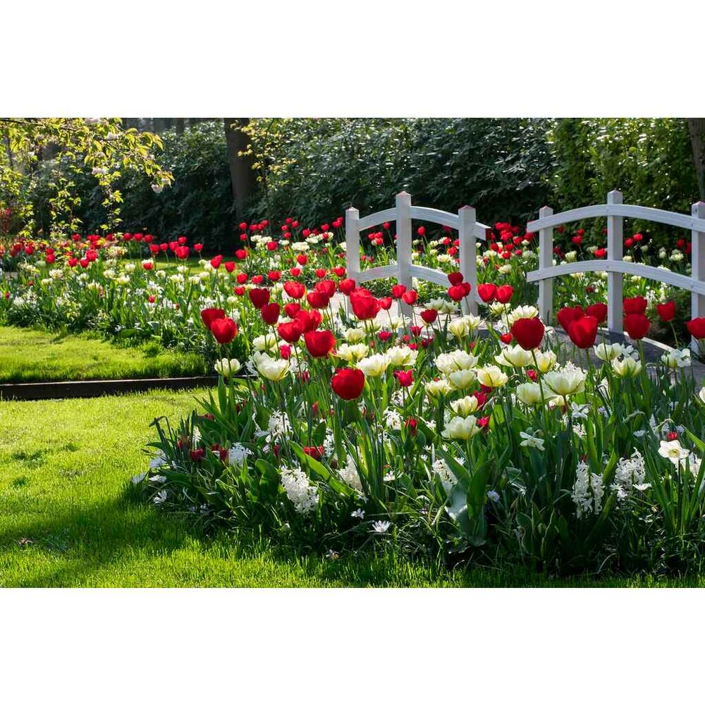 Tulppaanilajitelma Valentine Today, 50 sipulia/pussi