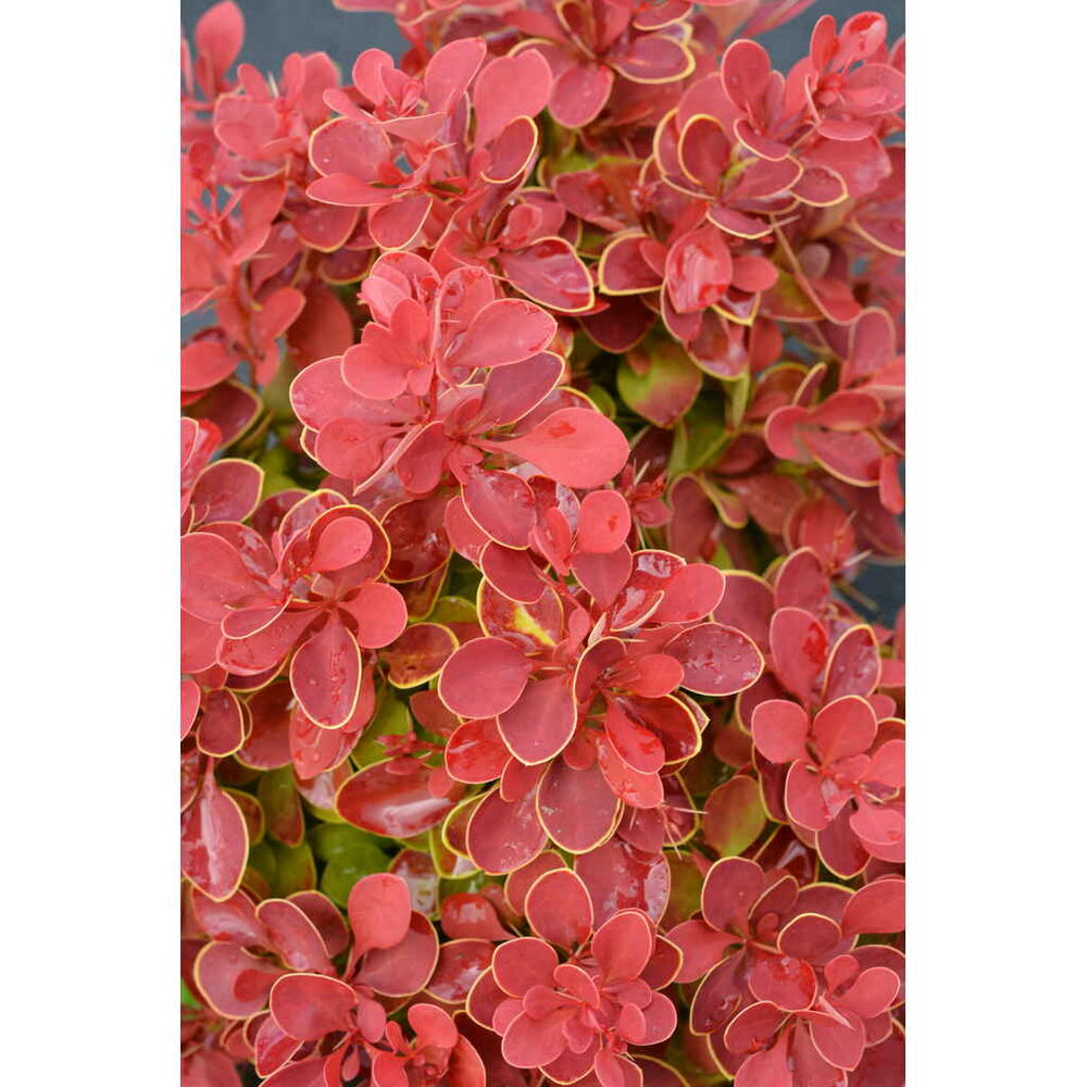 Purppurahappomarja 'Red Hot Chili'