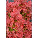 Purppurahappomarja Red Hot Chili, astiakoko 3L