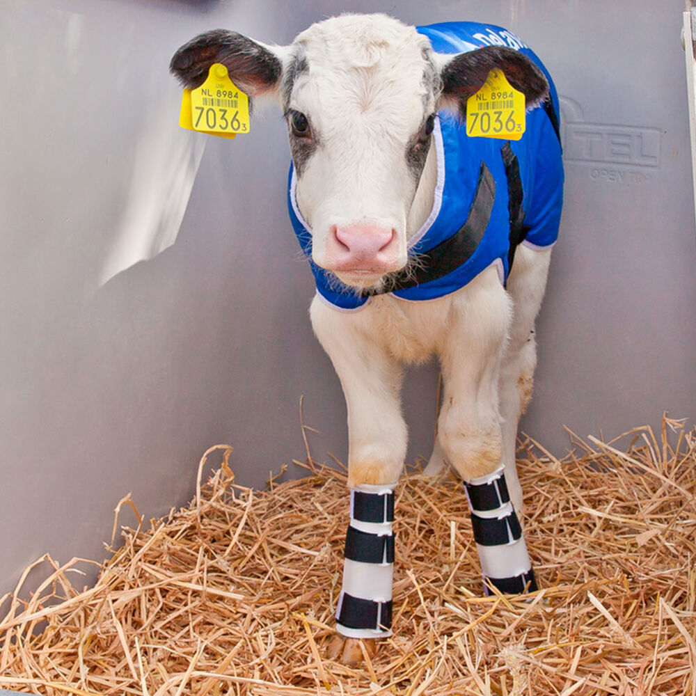 Vasikan jalkalasta Delaval CS22, 1kpl