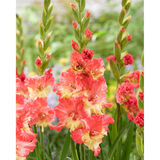 Gladiolus Mango Muse 10 kpl/pussi