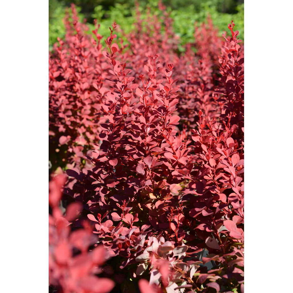 purppurahappomarja 'Venice'