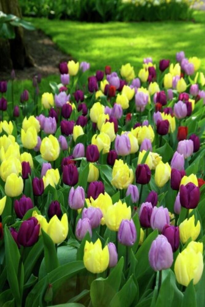 Tulppaanilajitelma Prince Mixed, 50 sipulia/pussi