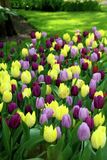 Tulppaanilajitelma Prince Mixed, 50 sipulia/pussi