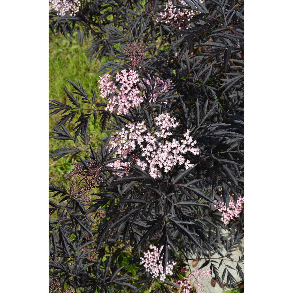 Mustaselja 'Black Lace'