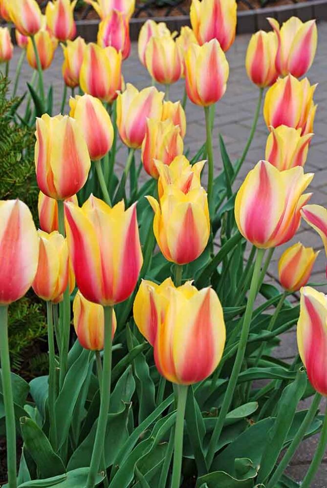Tulppaani Blushing Lady, 50 sipulia/pussi