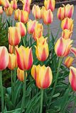 Tulppaani Blushing Lady, 50 sipulia/pussi