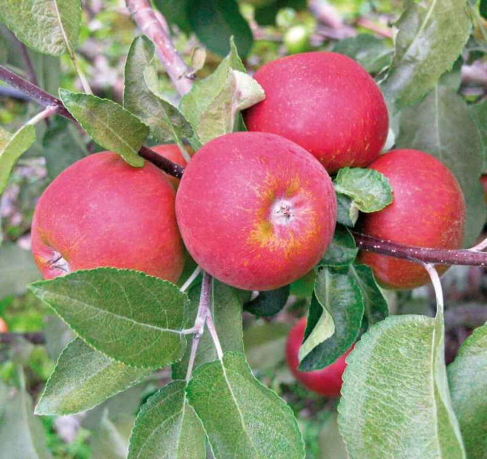 Omenapuu 'Jaspi'
