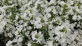 Syysleimu Early White