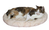 Kissanpeti Cosy