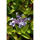 Safiirihortensia Bluebird, astiakoko 3L
