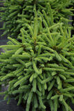 Siilivalkokuusi Echiniformis, myyntikorkeus 20-25 cm