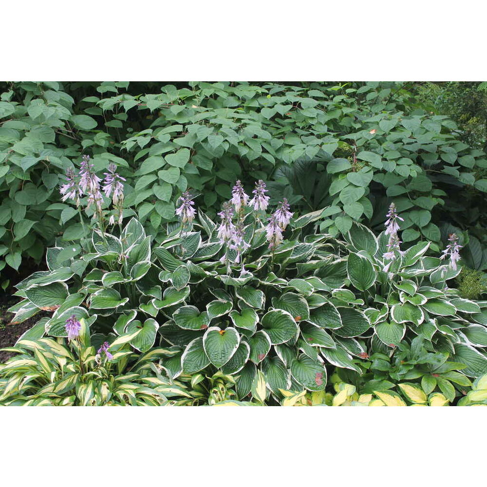 Komeakuunlilja 'Francee'