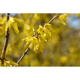 Jalo-onnenpensas Northern Gold, astiakoko 3L
