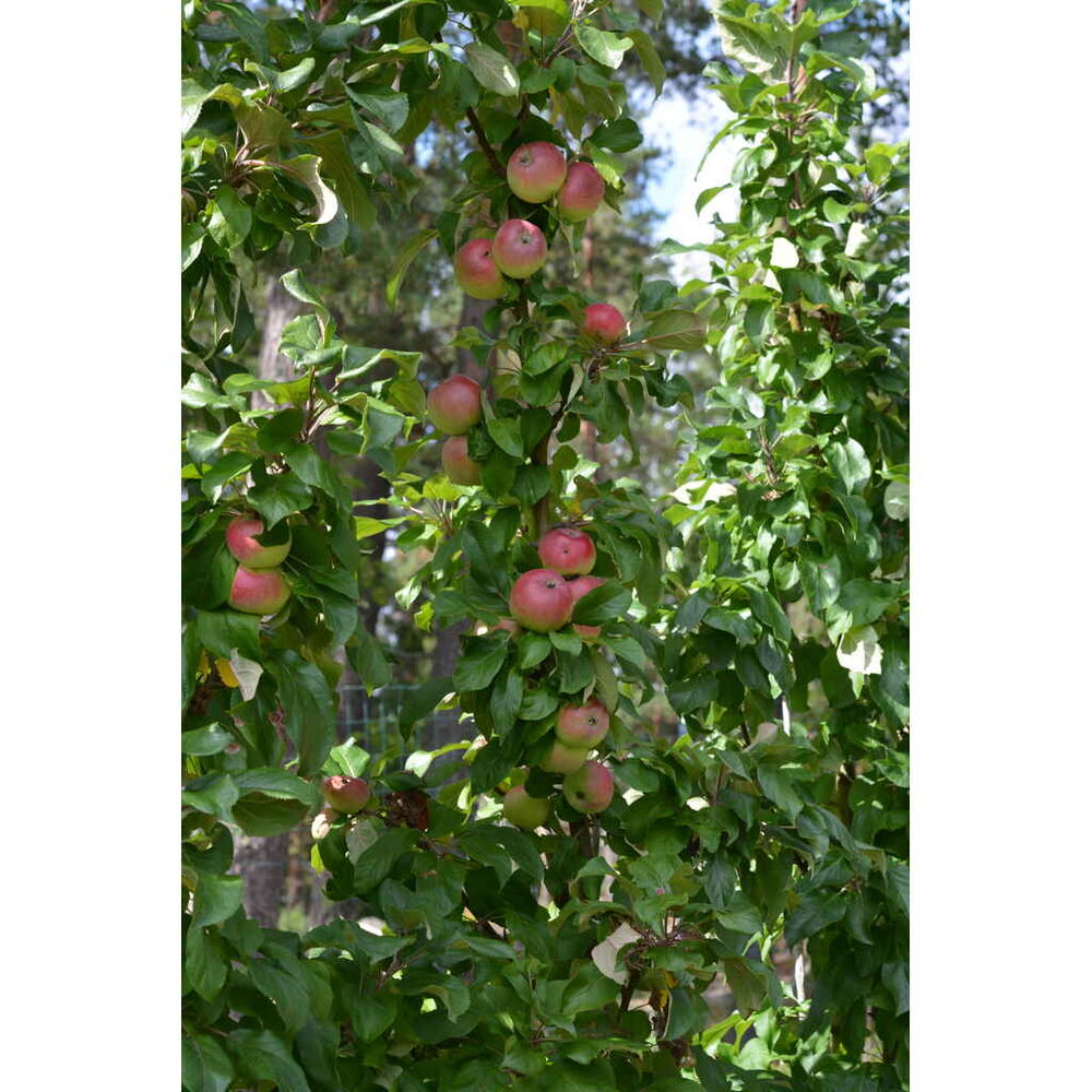 Pilariomenapuu 'Baiba'