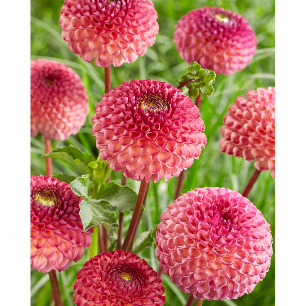 Daalia 'Burlesca'