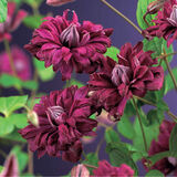 Tarhaviinikärhö Purpurea Plena Elegans, astiakoko 1L