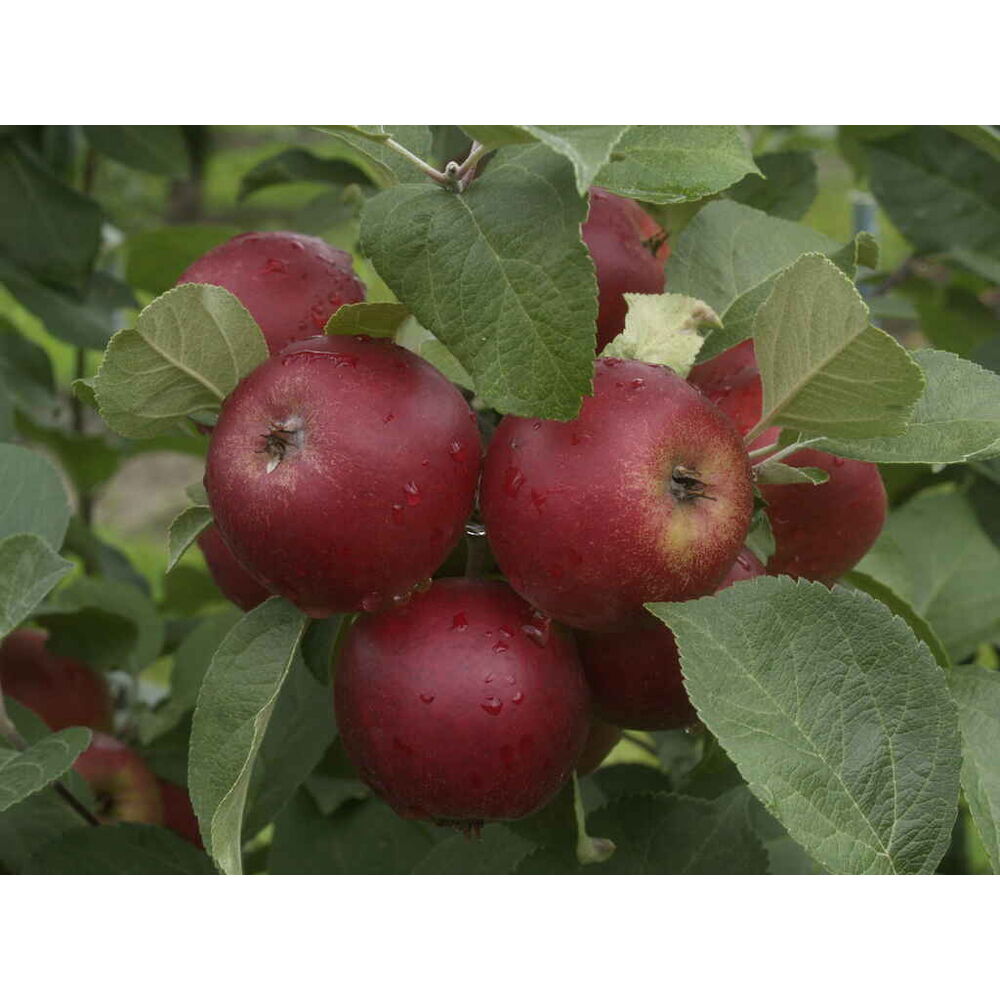 Omenapuu 'Petteri'