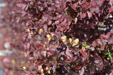 Purppurahappomarja, astiakoko 3L