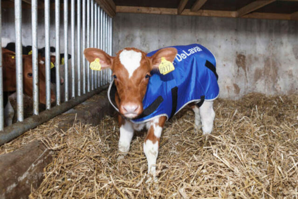 Vasikkaliivi pieni, 20-35 kg DeLaval