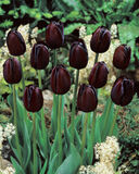 Tulppaani Queen of Night, 50 sipulia/pussi