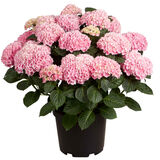 Hortensia 29 cm ruukussa