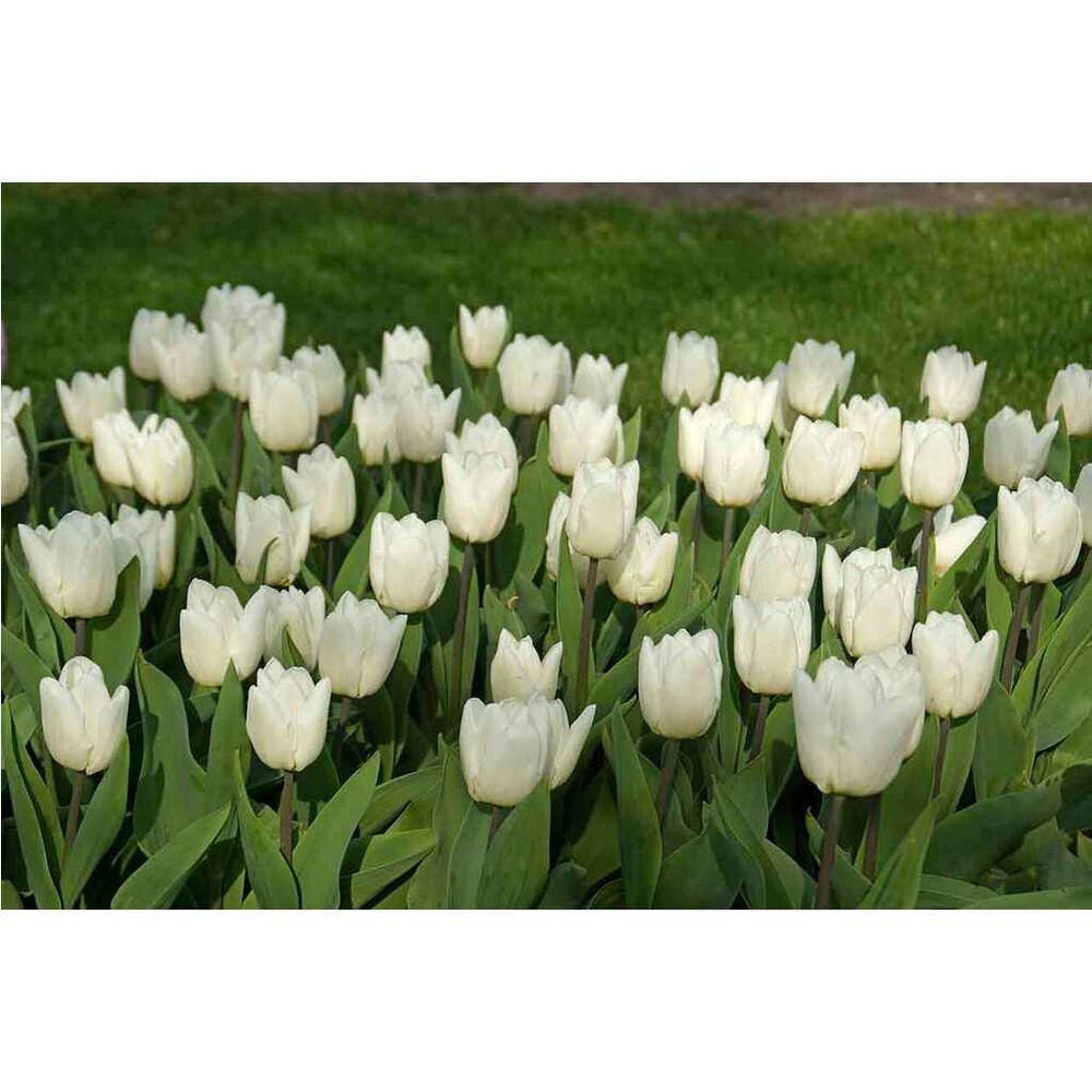 Tulppaani White Prince, 50 sipulia/pussi