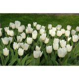 Tulppaani White Prince, 50 sipulia/pussi