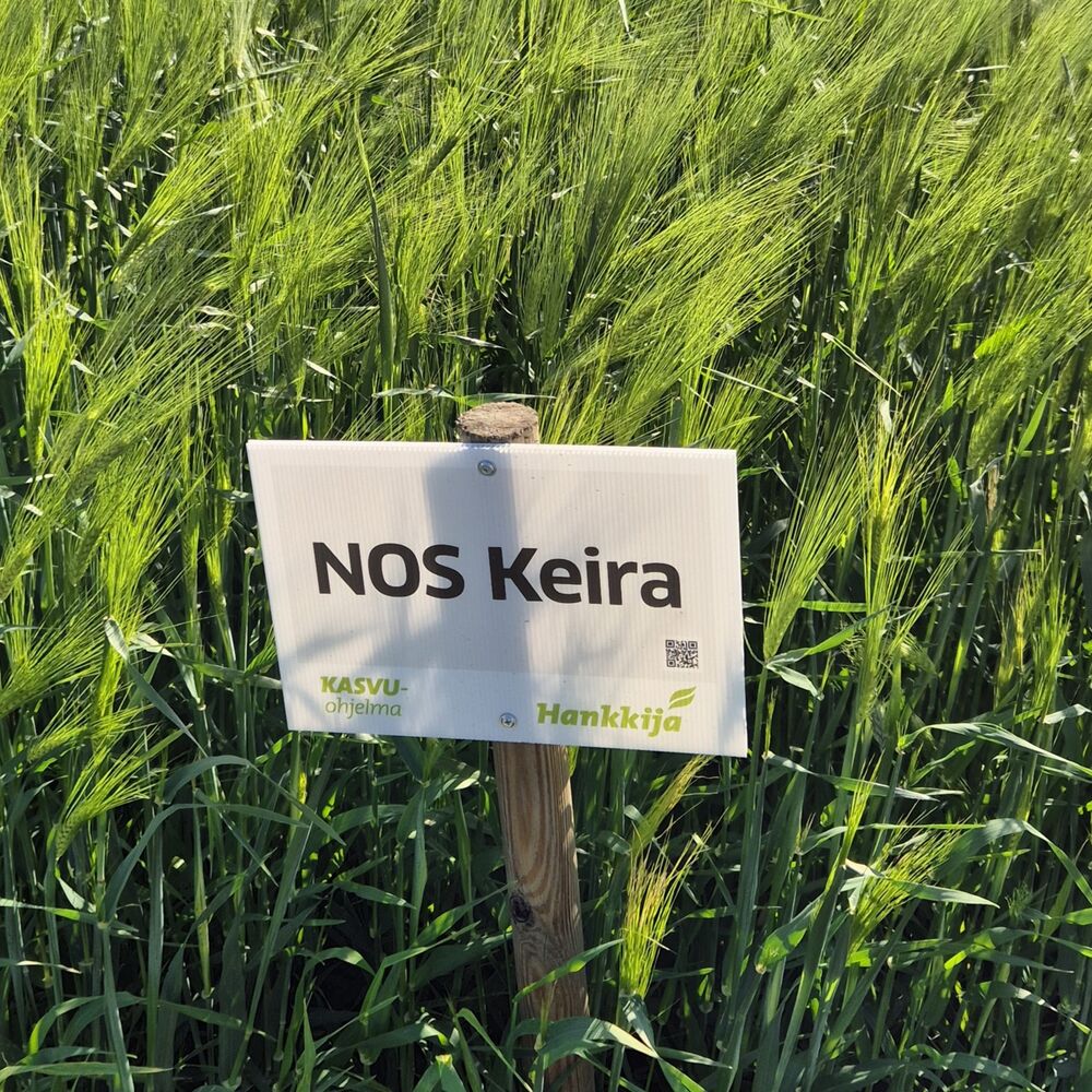 NOS Keira ohra