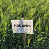 Keira siemenohra kemiallisesti peitattu 800 kg