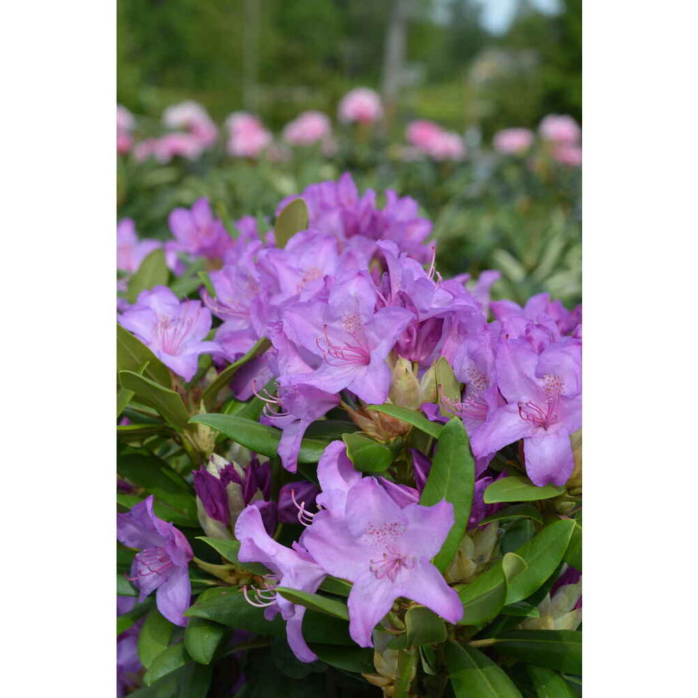 Puistoalppiruusu 'Grandiflorum'