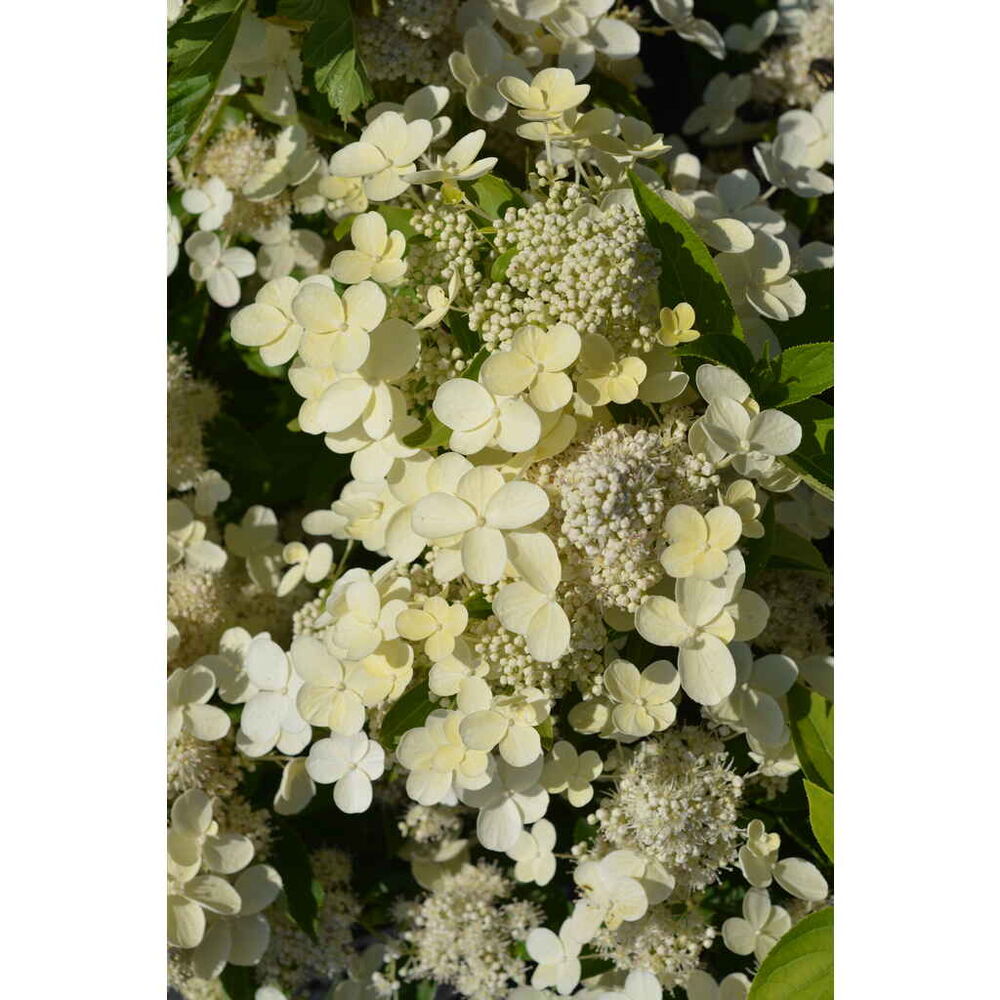 Syyshortensia Prim White