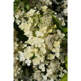 Syyshortensia Prim White®, astiakoko 3L
