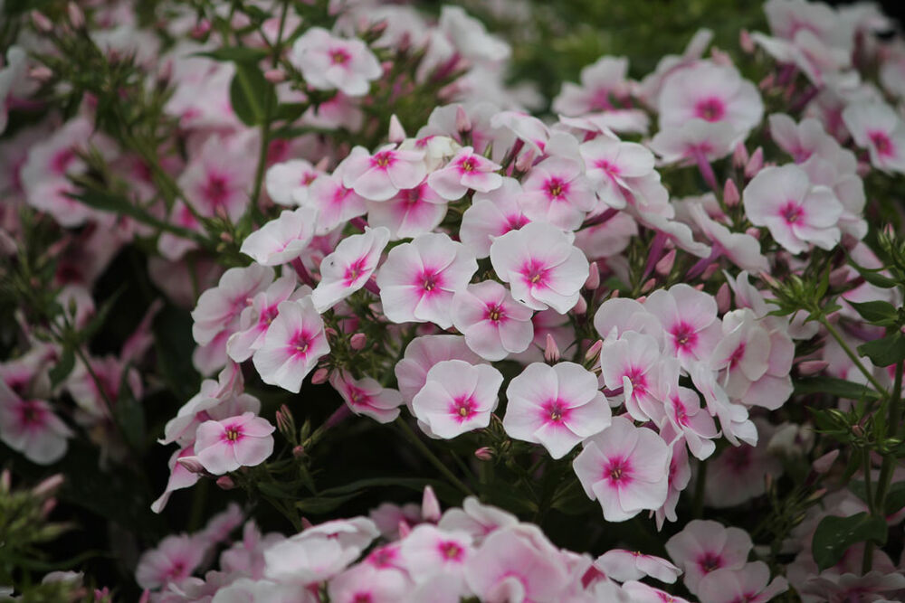 Syysleimu 'Soft Pink'